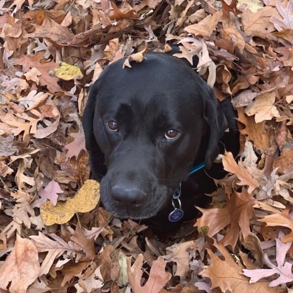 Meet your Posher, Cindy - Picture 4 of 5